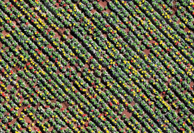 Plant count output with individual plants marked in rows