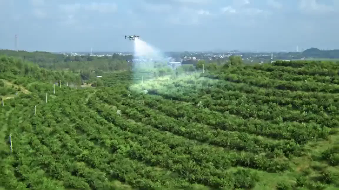 DJI Agras T70P spraying an orchard