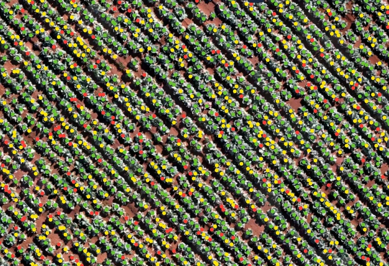 Plant count report output with individual plants marked in coloured rows