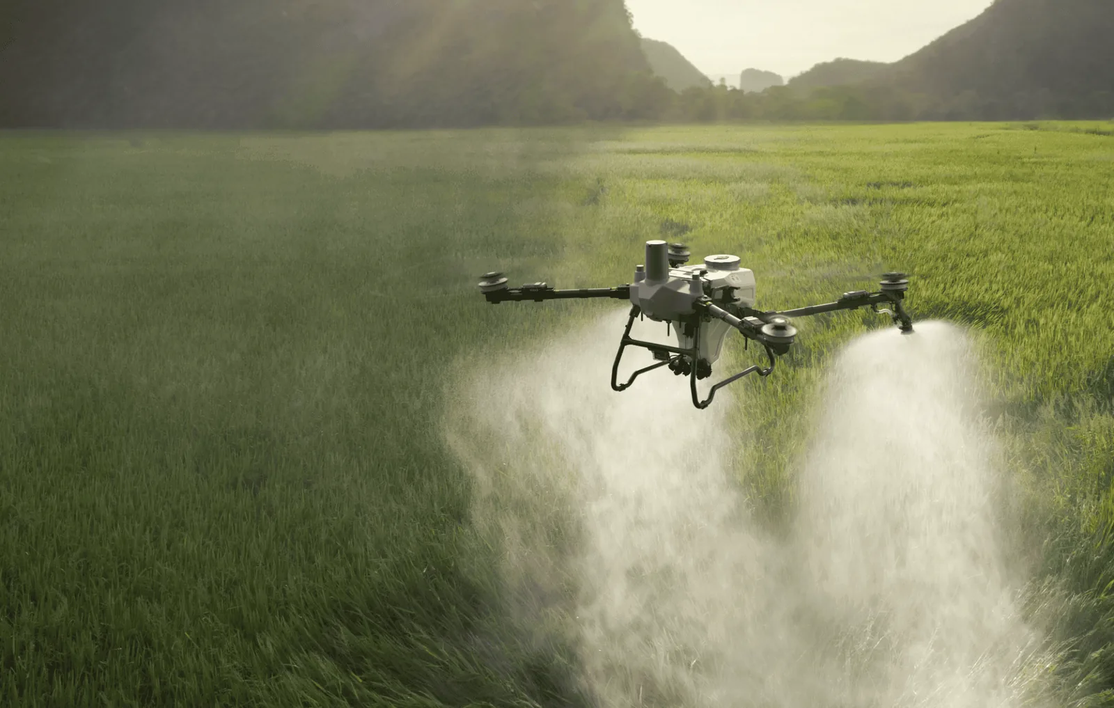 DJI Agras T55 spraying a paddy field at sunrise